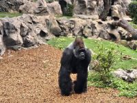 Loro Park, Teneriffa