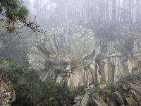 Lavablume, Teneriffa