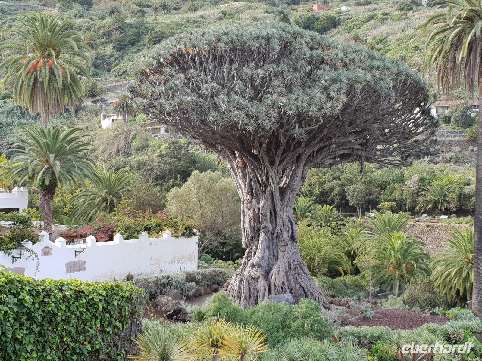 Drachenbaum in Icod de los Vinos in Teneriffa (2)