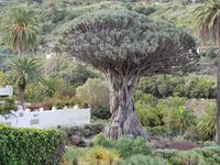 Drachenbaum in Icod de los Vinos in Teneriffa (2)