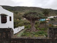Icod de los Vinos