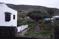 Icod de los Vinos