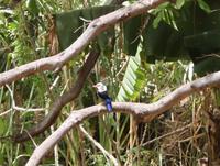 Eisvogel (Kingfisher)