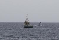 WOW! Wale vor der Küste!