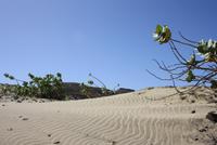 Sodomsäpfel in den Sanddünen