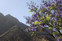 Jacaranda