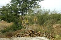 Aloe Vera mit gelben BlÜten &ndash; &copy; Kristin Weigel (Eberhardt TRAVEL)