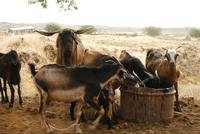 Ziegen an der TrÃ€nke &ndash; &copy; Kristin Weigel (Eberhardt TRAVEL)