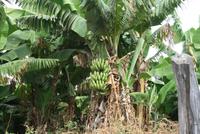 Bananen-Baum &ndash; &copy; Kristin Weigel (Eberhardt TRAVEL)