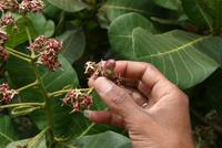 Cashew-Nuss &ndash; &copy; Kristin Weigel (Eberhardt TRAVEL)