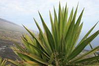 Agave an der NordkÜste Fogos &ndash; &copy; Kristin Weigel (Eberhardt TRAVEL)
