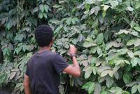 Zelito zeigt uns KaffeestrÃ€ucher &ndash; &copy; Kristin Weigel (Eberhardt TRAVEL)