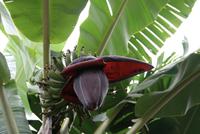 BananenblÜte &ndash; &copy; Kristin Weigel (Eberhardt TRAVEL)