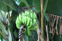 Bananenstaude &ndash; &copy; Kristin Weigel (Eberhardt TRAVEL)