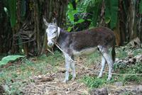 Esel in Mosteiros &ndash; &copy; Kristin Weigel (Eberhardt TRAVEL)