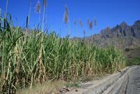 Zuckerrohr &ndash; &copy; Kristin Weigel (Eberhardt TRAVEL)