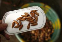 Mandeln direkt vom Baum &ndash; &copy; Kristin Weigel (Eberhardt TRAVEL)