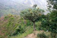 Drachenblutbaum im Paul-Tal &ndash; &copy; Kristin Weigel (Eberhardt TRAVEL)