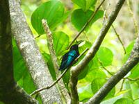 Tropischer Garten, St. Lucia