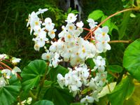 Tropischer Garten, St. Lucia