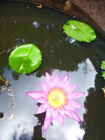 Tropischer Garten, St. Lucia