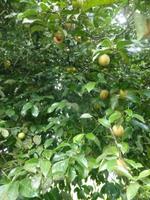 Muskatnussbaum, Grenada