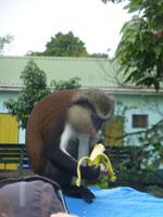 Grand Etang Nationalpark, Grenada