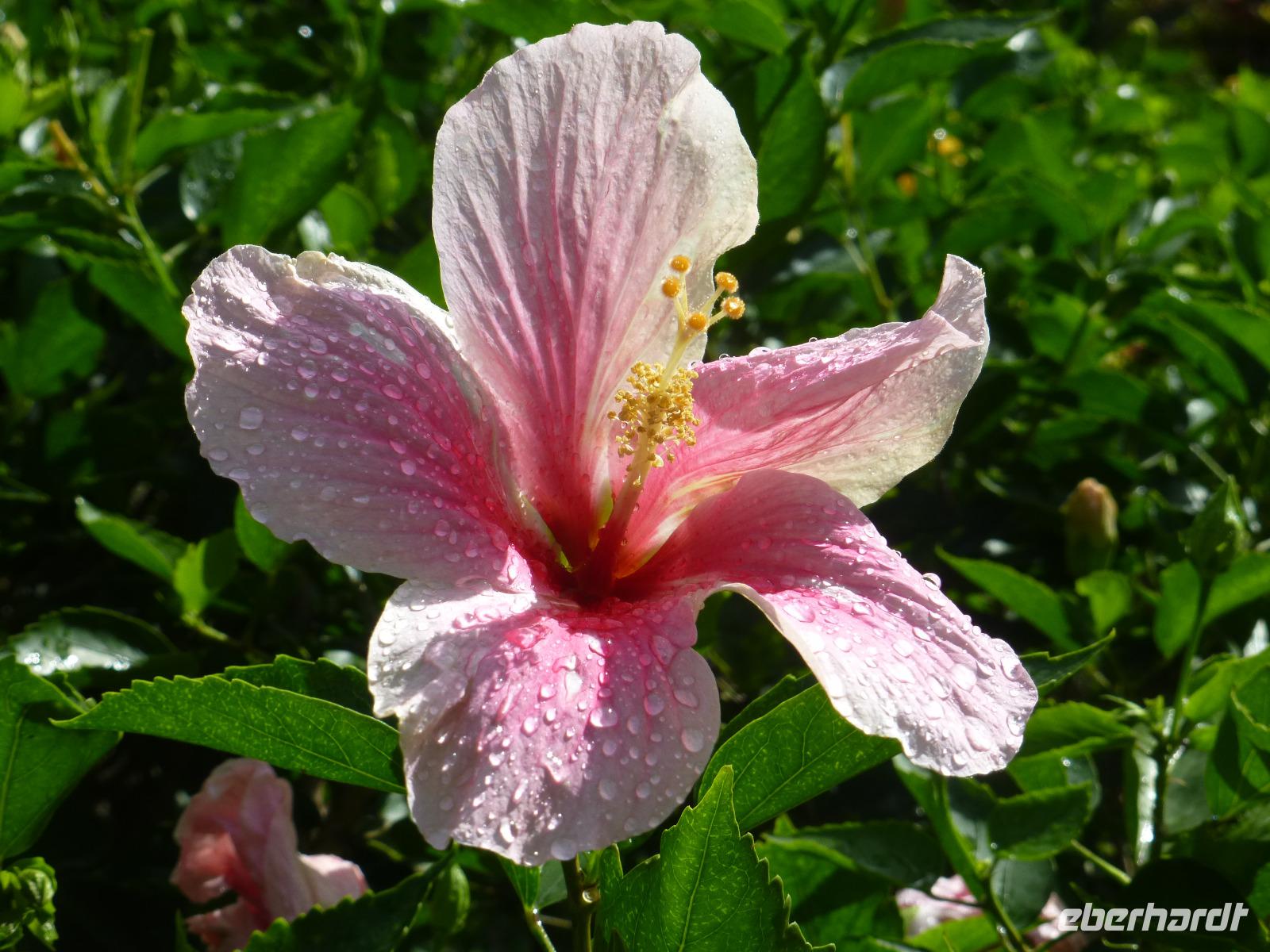Botanischer Garten, Guadeloupe
