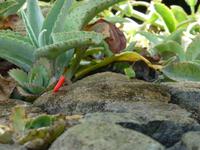 Botanischer Garten, Guadeloupe