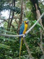 Botanischer Garten, Guadeloupe