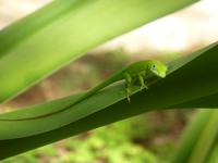 „Höhle der Wunder“, Dominikanische Republik