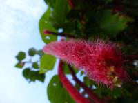 Jeeptour, St. Kitts and Nevis