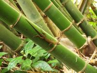 St. Lucia - Drive-In-Vulkan - Schwefelquellen