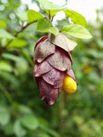 St. Lucia - Tropischer Garten