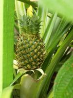 St. Lucia - Tropischer Garten