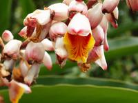 St. Lucia - Tropischer Garten