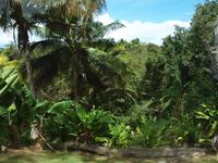 Barbados - Inselrundfahrt