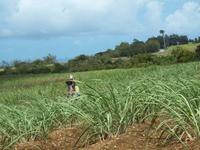 Barbados - Inselrundfahrt