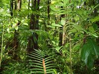 Dominica - Emerald Pool