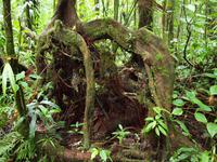Dominica - Emerald Pool