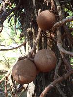 Dominica - Kanonenkugelbaum