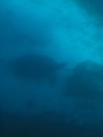 Martinique - Ausflug zu den Schildkröten