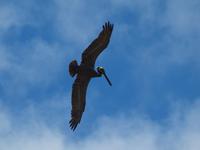 Panoramafahrt Tortola