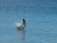 Panoramafahrt Tortola