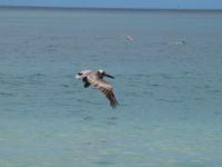 Panoramafahrt Tortola