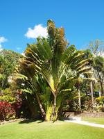 St. Kitts - Inselrundfahrt - Romney Manor