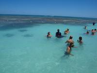 Stachelrochen auf Antigua
