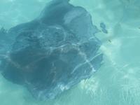 Stachelrochen auf Antigua