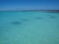 Stachelrochen auf Antigua