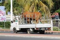 Inselrundfahrt Guadeloupe - Grand Terre - St. Anne Beach